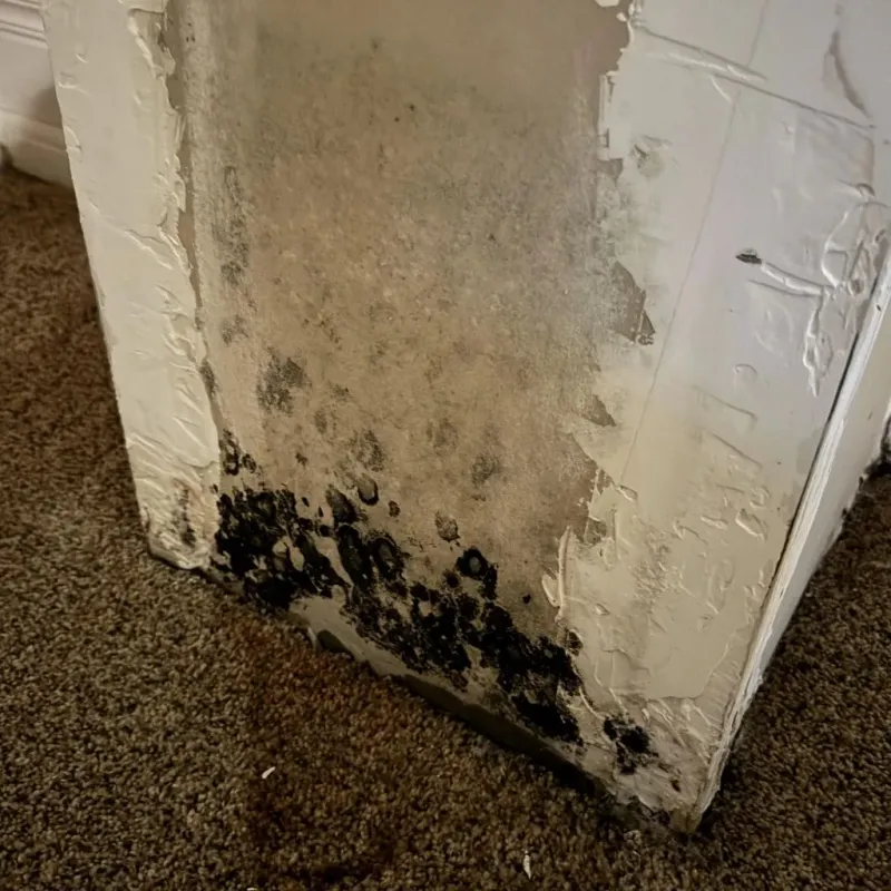 Professional Mold Removal in Grape Creek, TX